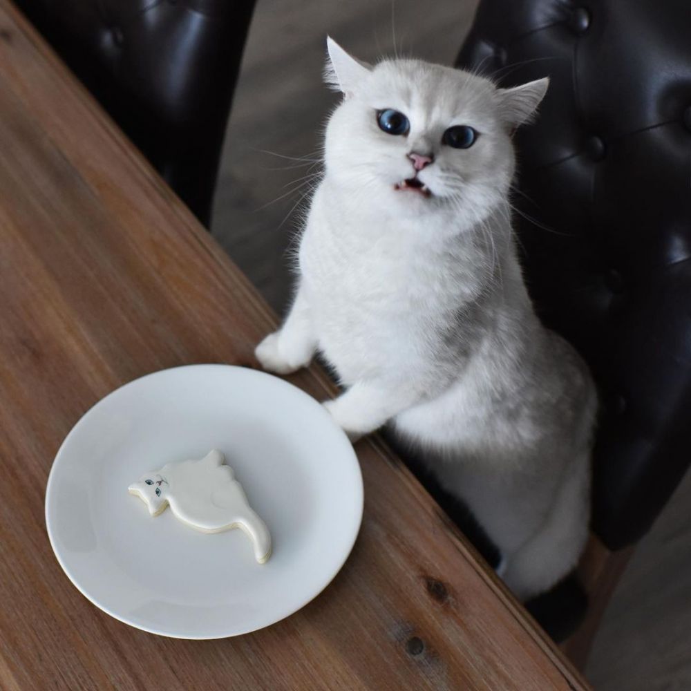 Kucing Bernama Coby Jadi Selebgram, Jago Berpose di Depan Kamera