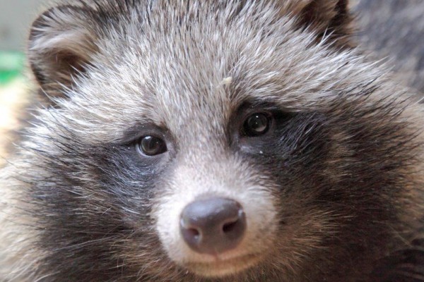 5 Fakta Tanuki, Hewan Lucu Gabungan Anjing dan Rakun