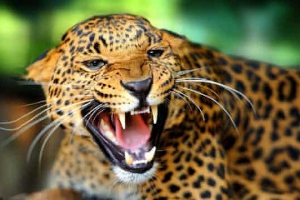 5 Fakta Unik Keluarga Kucing, Ada Puluhan Spesies Lho