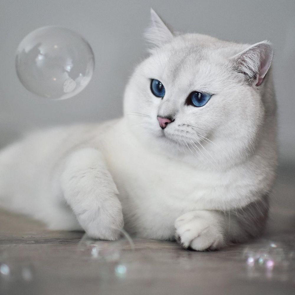 Kucing Bernama Coby Jadi Selebgram, Jago Berpose di Depan Kamera