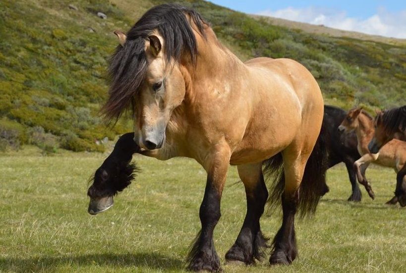 Spesies Kuda Dengan Ukuran Tubuh Terbesar