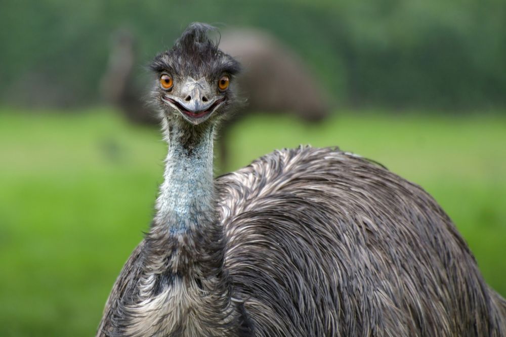 7 Fakta Unik Burung Emu, Burung Raksasa dengan Sayap Mini