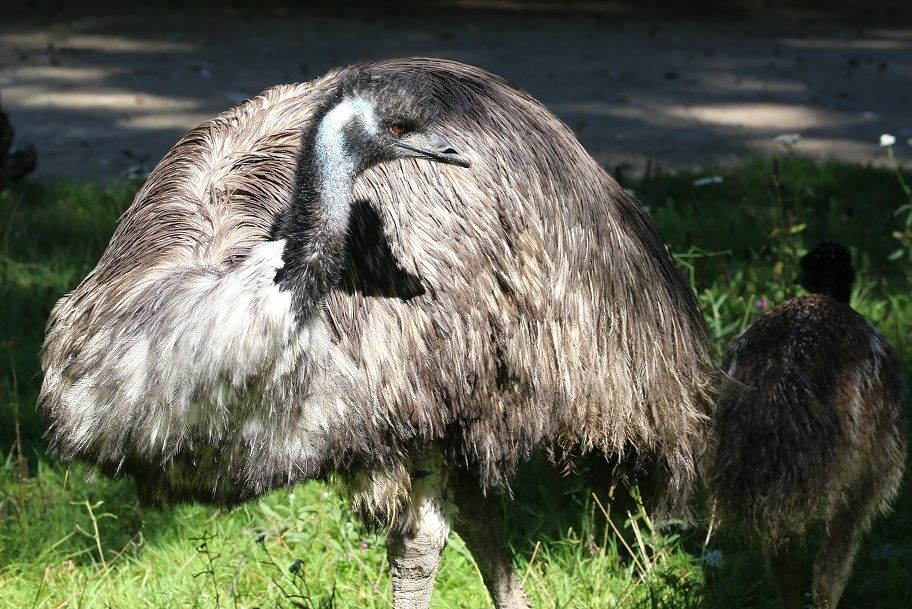 7 Fakta Unik Burung Emu, Burung Raksasa dengan Sayap Mini
