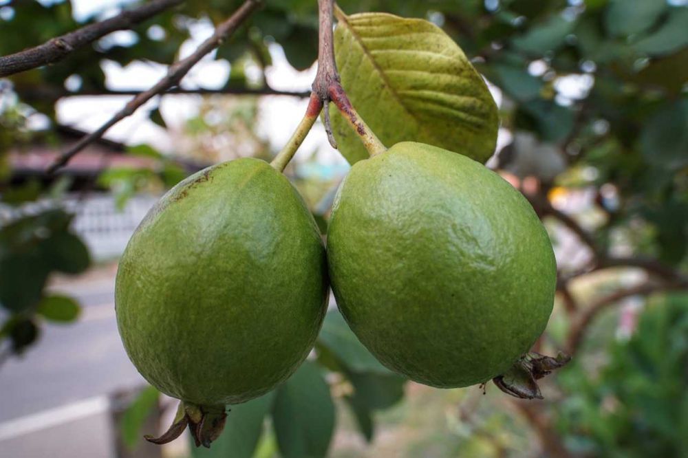 Mudah Dilafalkan, Ini Nama-nama Buah dalam Bahasa Bugis