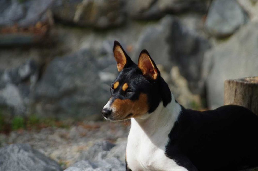 5 Fakta Menarik Basenji, Ras Anjing yang Tidak Bisa Menggonggong