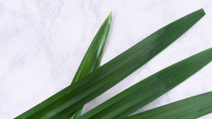 Daun Ajaib, Ini 5 Manfaat Penting dari Pandan yang Wajib Kamu Tahu