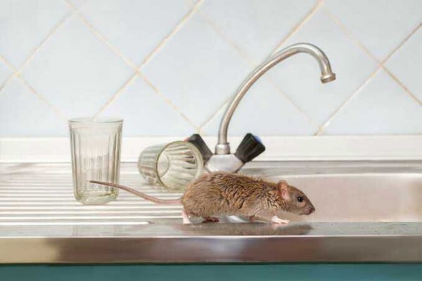 5 Tips Mencegah Keberadaan Tikus di Dapur, Jaga Kebersihannya!