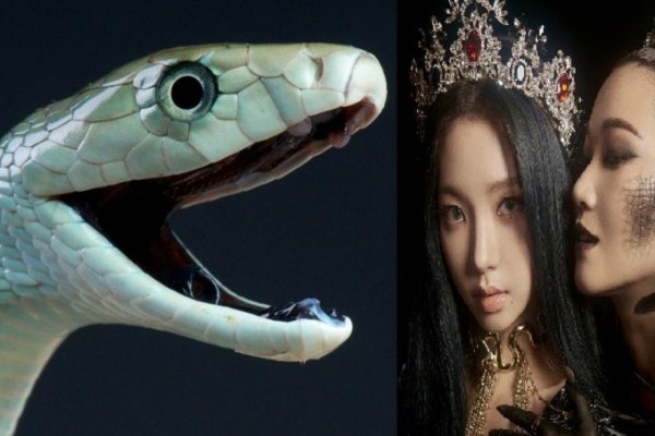 9 Fakta Ular Black Mamba Hewan Mitos Yang Mengerikan Dari Afrika