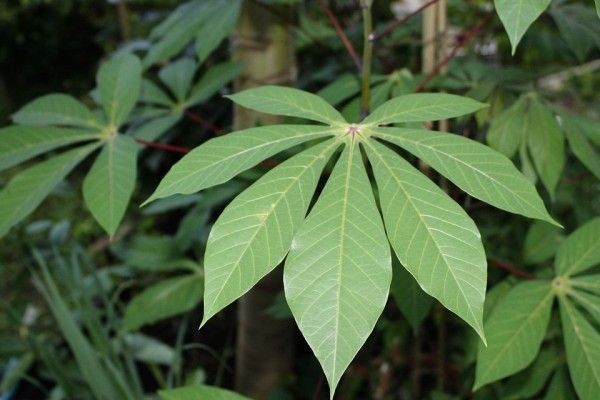 Dipicu Ngambil Daun Singkong, Pria Lampura Tega Bacok Pemilik Kebun