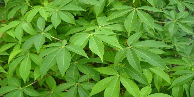 Resep Daun Ubi Tumbuk Khas Mandailing yang Nikmat