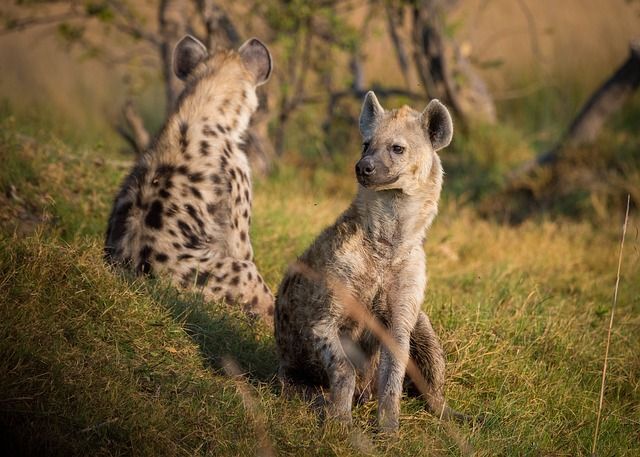 Hai Mooi, Unyu Banget! Bayi Hyena Lahir di Bali dan Jadi yang Pertama