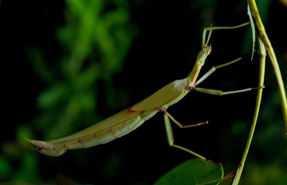 Sulit Dipercaya 5 Hewan  Ini Mampu Berkembang Biak Tanpa 