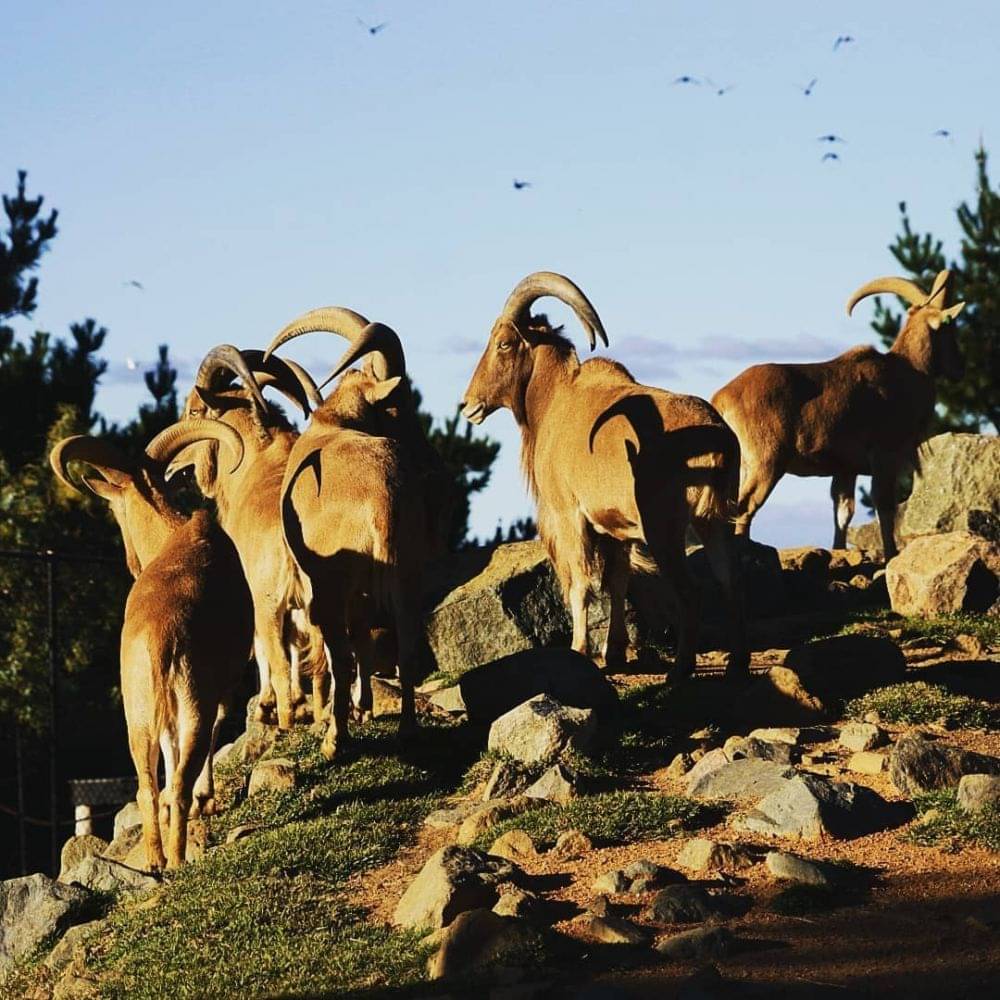 5 Tempat Wisata di Canberra Australia Paling Memesona, Kapan ke Sini?