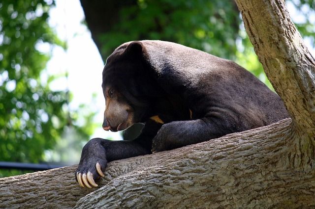 Beruang Madu Masuk Kebun dan Makan Jagung Warga di Pagaralam