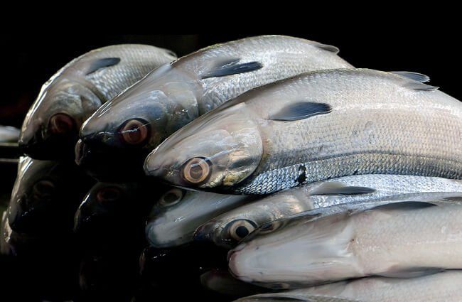 Jelas Untungnya, Produksi Ikan Bandeng di Karawang Jadi Promadona