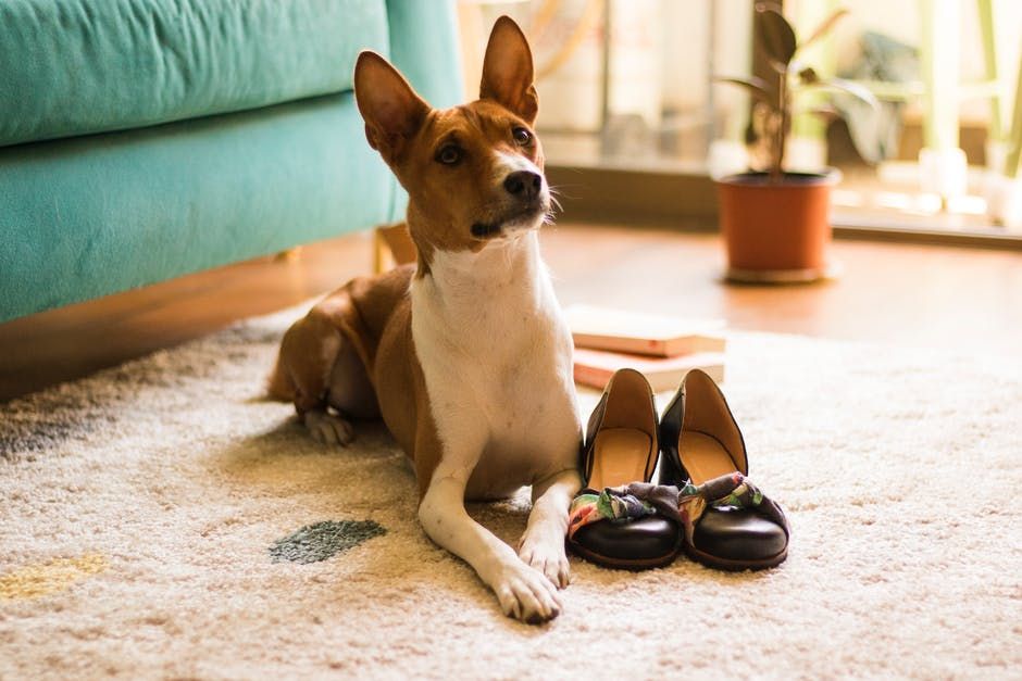 Anjing basenji hot sale