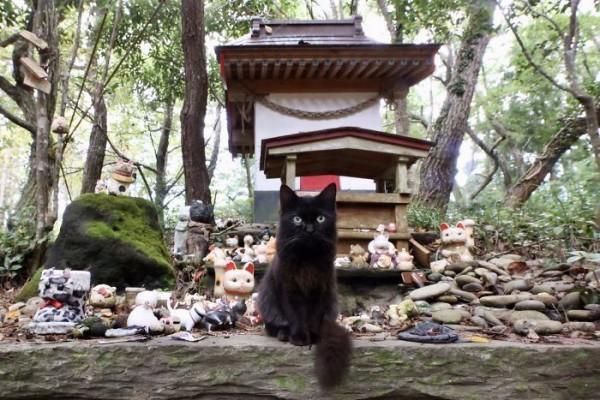 10 Potret Kuil Kucing di Pulau Tashirojima Jepang