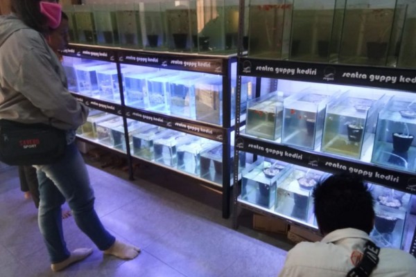 Ikan Guppy, Bisnis yang Makin Moncer di Tengah Pandemik COVID-19