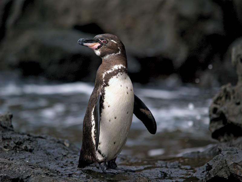 5 Hewan Ini Hidup Di Habitat Tak Biasa Termasuk Penguin Di Afrika