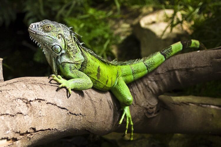 6 Spesies Iguana Terunik Ada yang Berwarna Pelangi