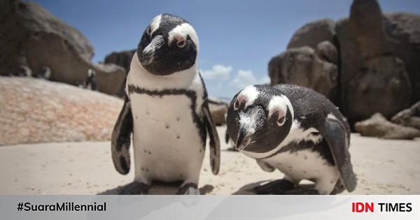 5 Hewan Ini Hidup Di Habitat Tak Biasa Termasuk Penguin Di Afrika