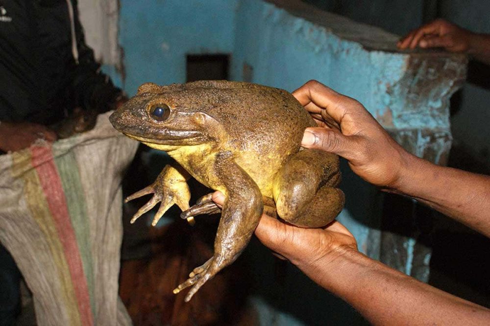 10 Spesies Katak yang Sangat Unik, Ada yang Sebesar Kucing!