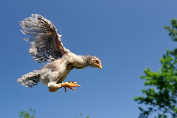 6 Pertanyaan Mengapa Seputar Hewan Kenapa Ayam Gak Bisa Terbang<script async src=