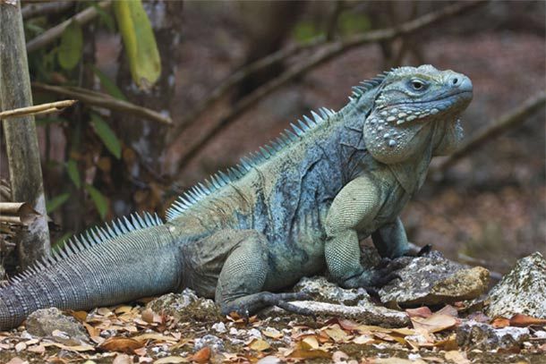 Spesies Iguana Terunik Ada Berwarna Pelangi  