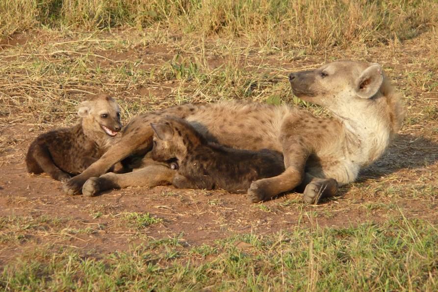 Sadis, 6 bayi hewan ini suka membunuh saudara kandungnya sendiri