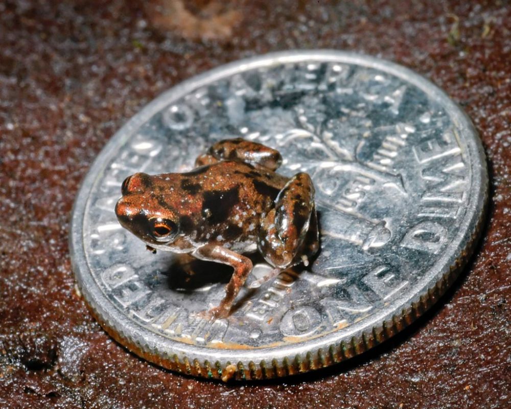 10 Spesies Katak yang Sangat Unik, Ada yang Sebesar Kucing!