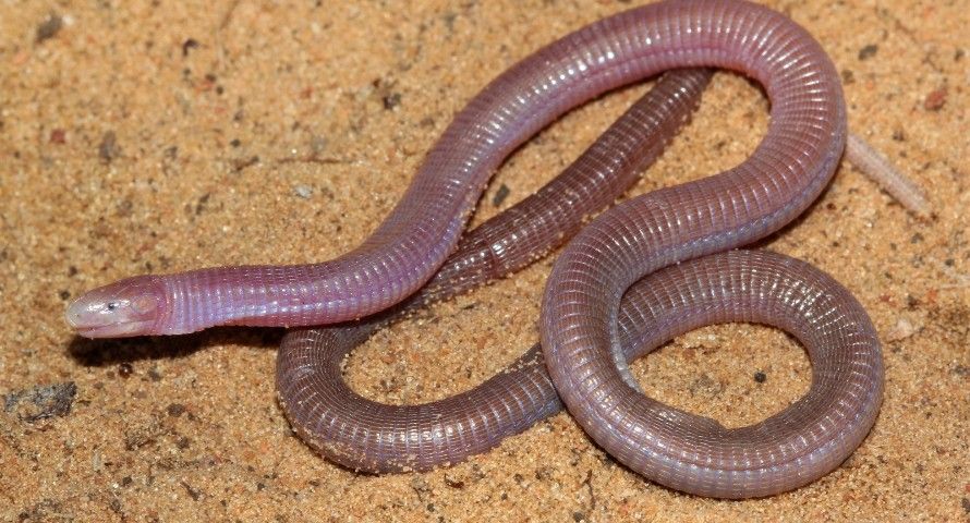 Snake worms. Worm snek. Red worm Lizard.