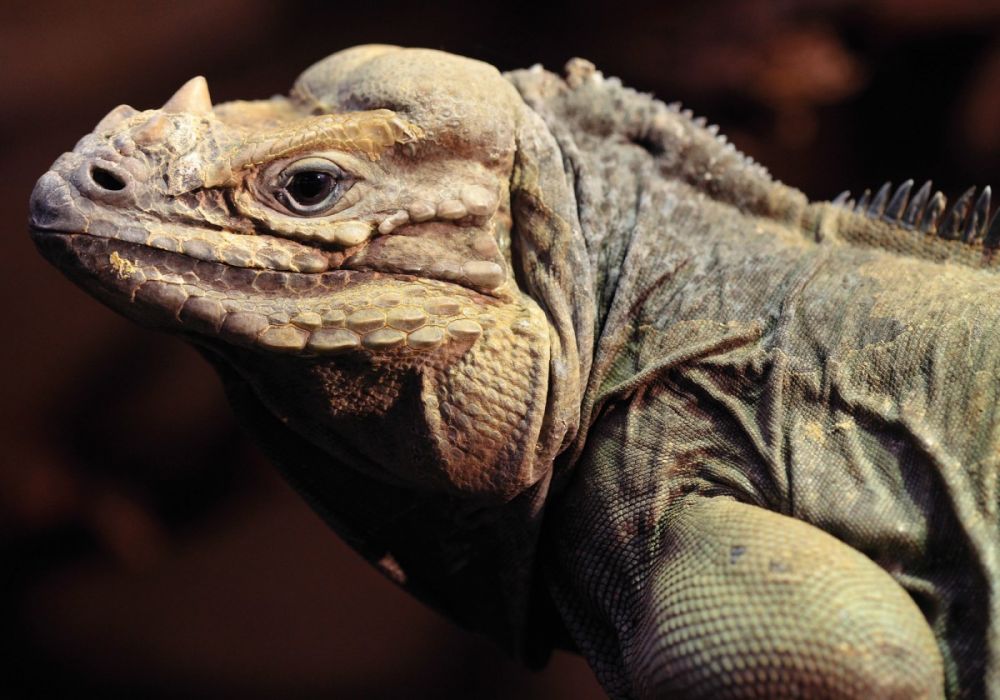 6 Spesies Iguana Terunik Ada yang Berwarna Pelangi