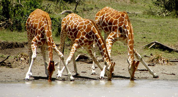 7 Fakta Unik Kebiasaan Minum Hewan, Ada yang Gak Minum!