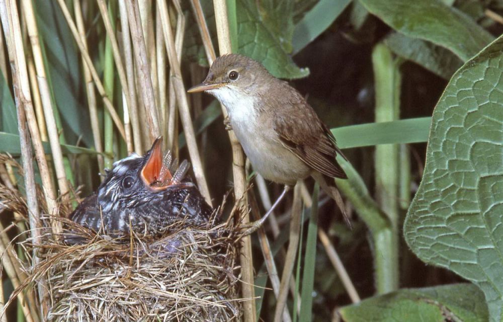 Sadis, 6 bayi hewan ini suka membunuh saudara kandungnya sendiri