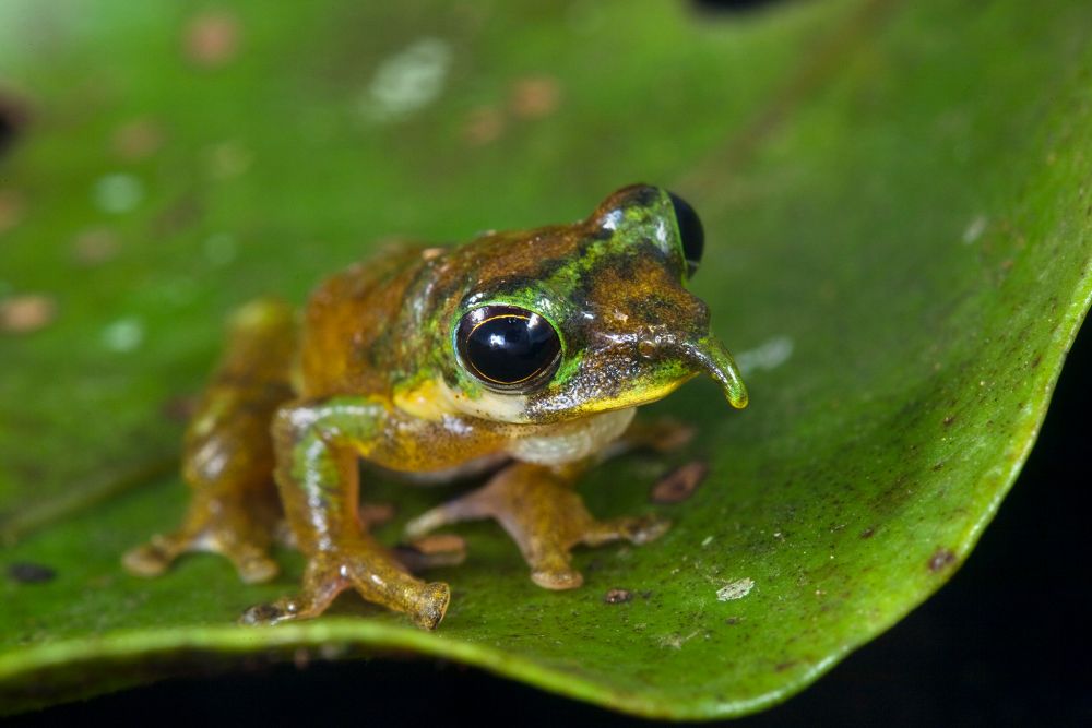 10 Spesies Katak yang Sangat Unik, Ada yang Sebesar Kucing!