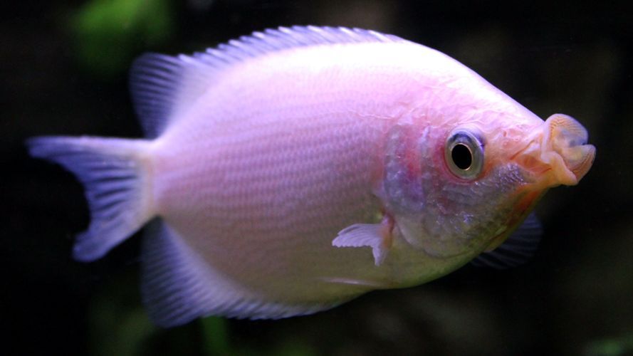 10 Spesies Ikan Dengan Beragam Warna Dari Merah Hingga Ungu