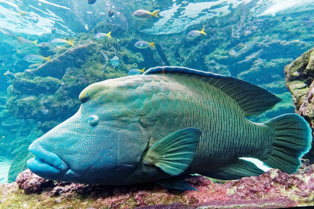 6 Fakta Ikan Napoleon, Ikan Karang Raksasa Ratusan Kilo