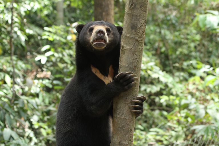 Beruang Madu Masuk Kebun dan Makan Jagung Warga di Pagaralam