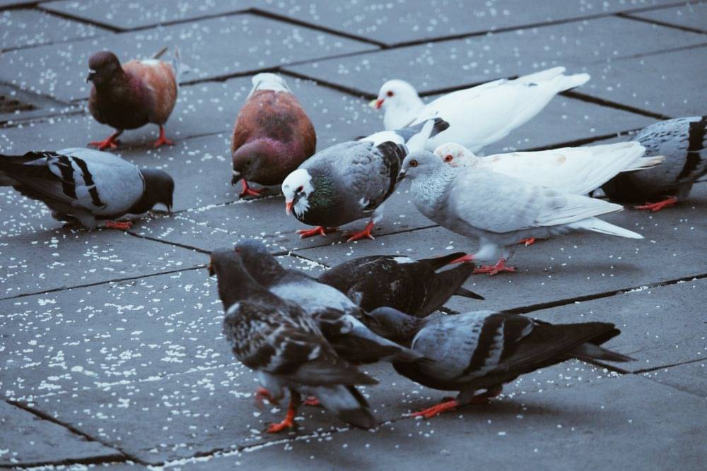 8 Cara Budidaya Burung Merpati Untuk Pemula, Lengkap!