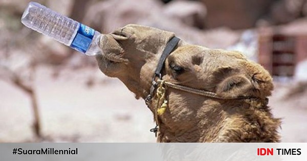 7 Fakta Unik Kebiasaan Minum Hewan Ada Yang Gak Minum