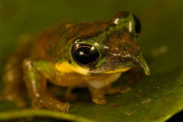 10 Spesies Katak yang Sangat Unik, Ada yang Sebesar Kucing!