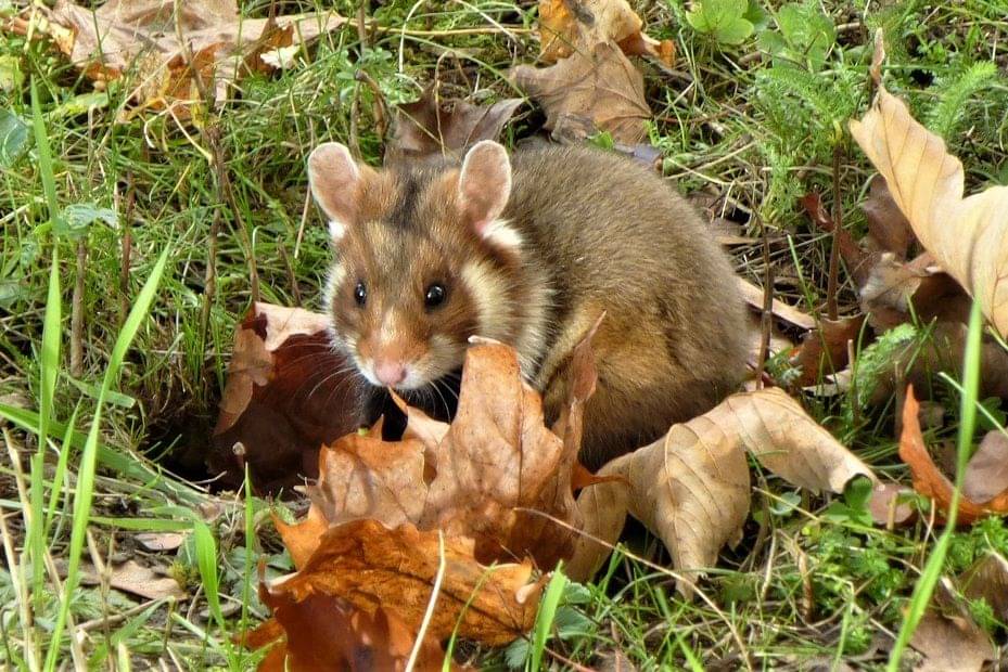 habitat asal hamster