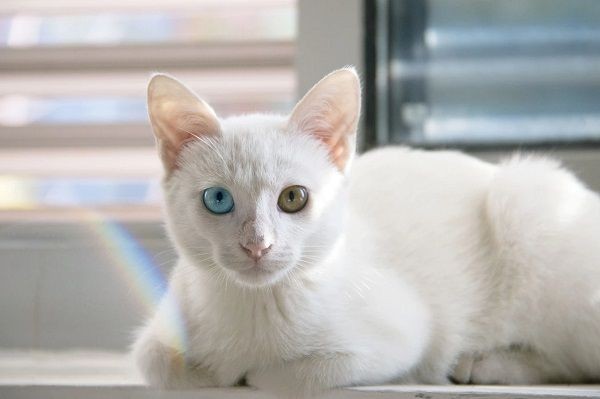 Kucing 101: 10 Fakta Kucing Berbulu Putih