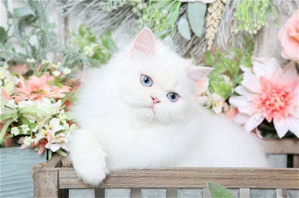 Kucing 101 10 Fakta Kucing Berbulu Putih