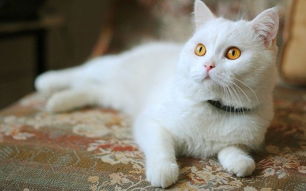 Kucing 101: 10 Fakta Kucing Berbulu Putih