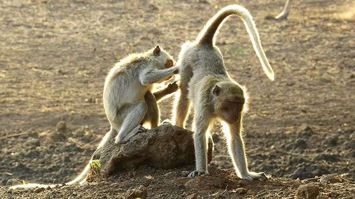Monyet Masuk Perkampungan, Resahkan Warga di Madiun