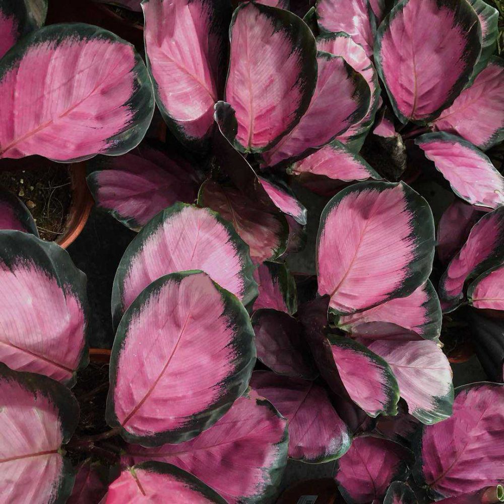 10 Tanaman Hias Daun Bercorak Pink Bikin Rumahmu Colorful!