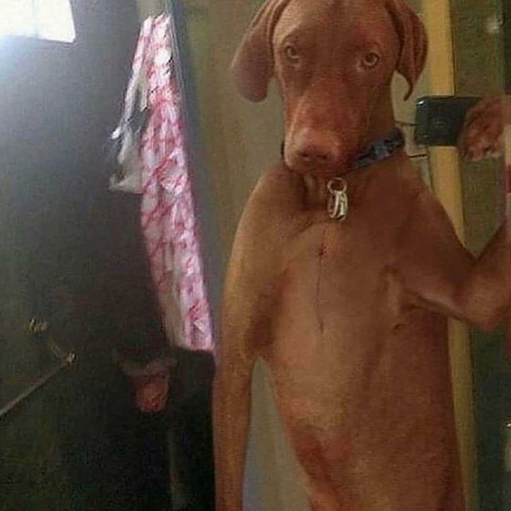 Мем кот фоткается с собаками