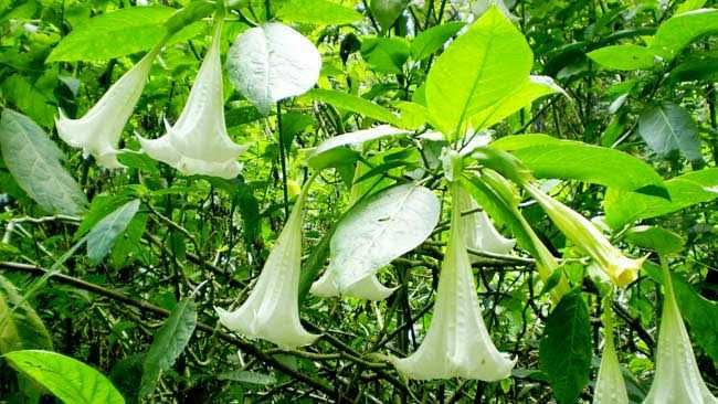 10 Bunga Ini Punya Nama Tersendiri dalam Bahasa Jawa