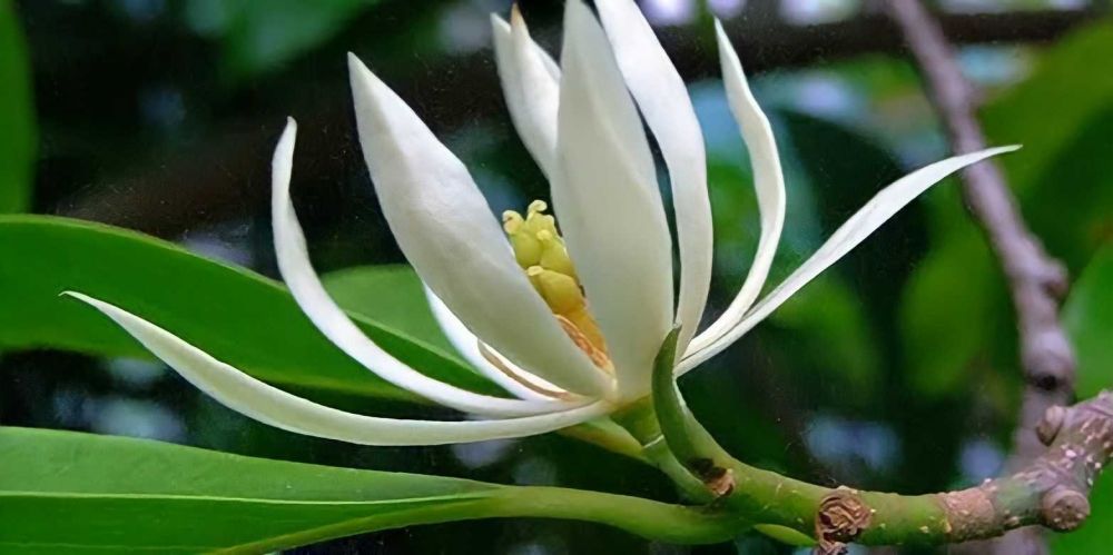 10 Bunga Ini Punya Nama Tersendiri dalam Bahasa Jawa